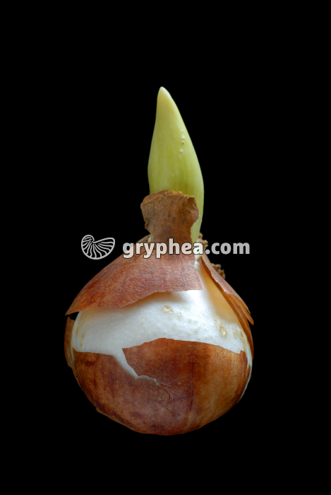 Tulipe (Tulipa sp.) - Bulbe - gryphea.org